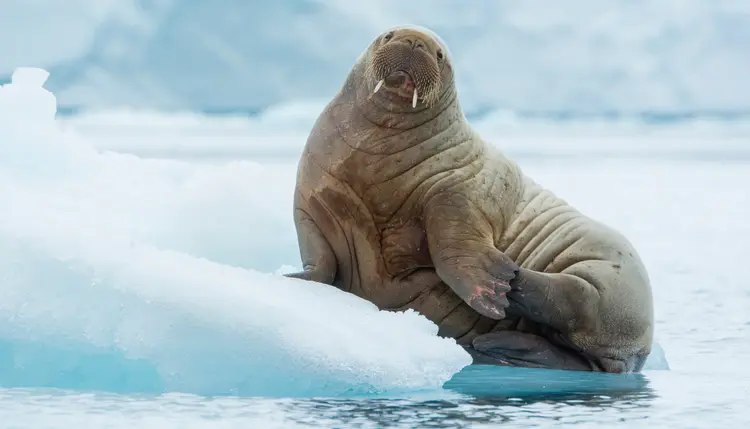 A walrus in an icy landscape