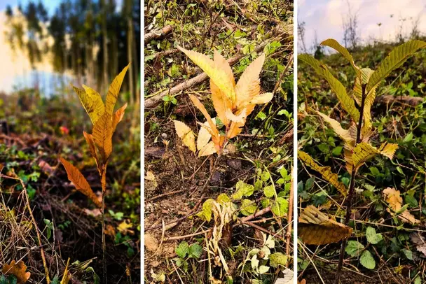 Kleine Babtec-Setzlinge im Taunus