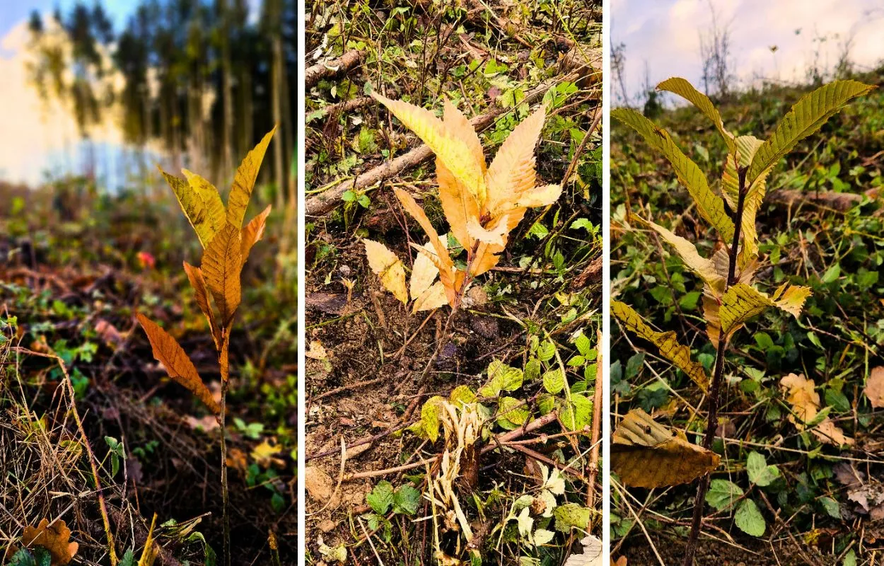 Kleine Babtec-Setzlinge im Taunus